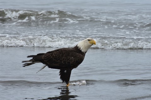 Alaska