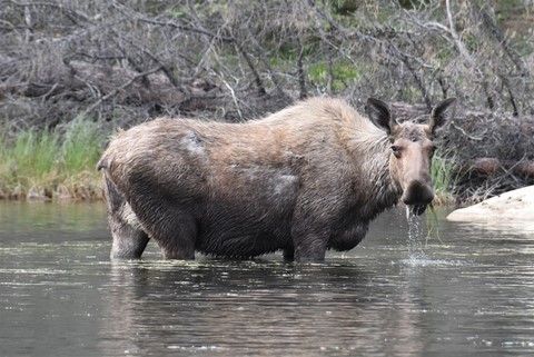 Alaska