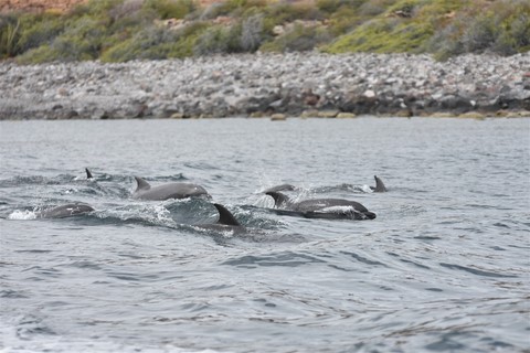 Baja California