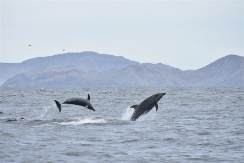 Baja California