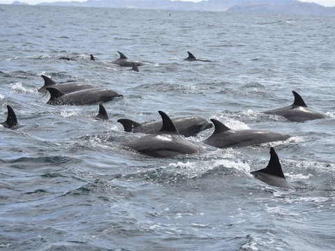 Baja California