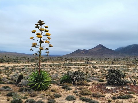 Baja California