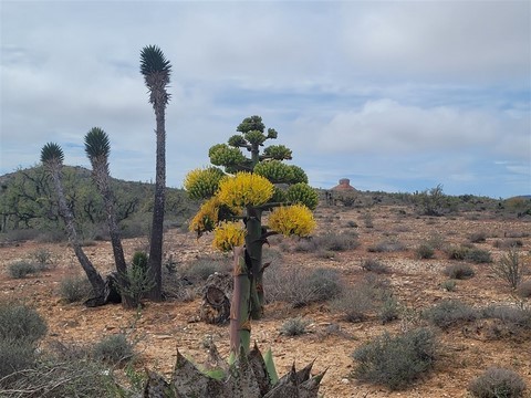 Baja California