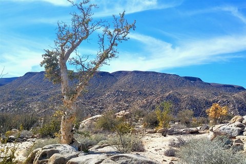 Baja California