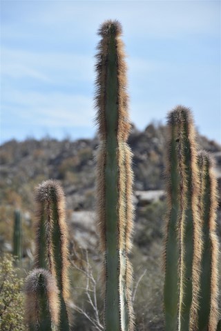 Baja California