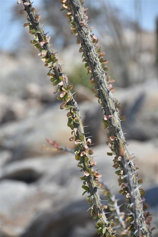 Baja California