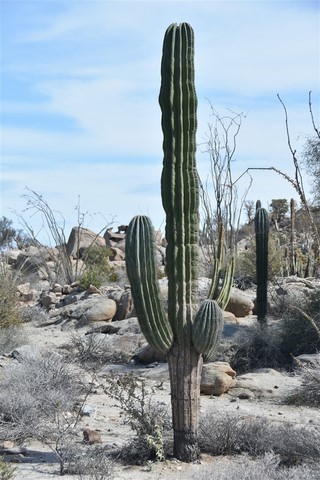 Baja California