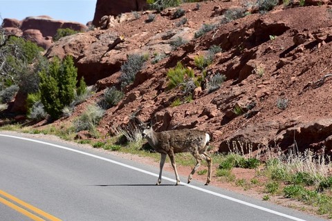 Arches National Park