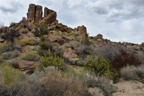 Joshua Tree