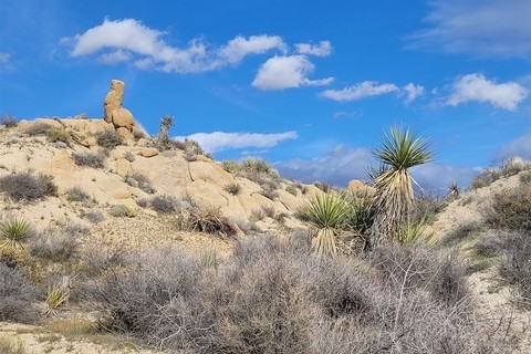 Joshua Tree