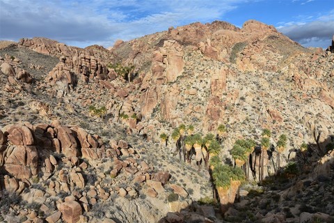 Joshua Tree