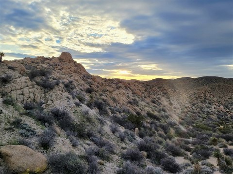 Joshua Tree