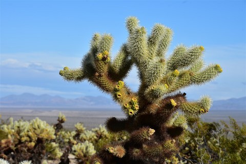 Joshua Tree