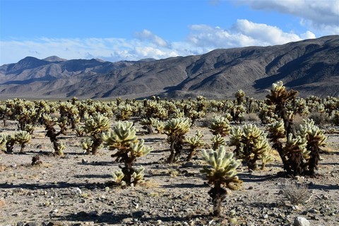 Joshua Tree