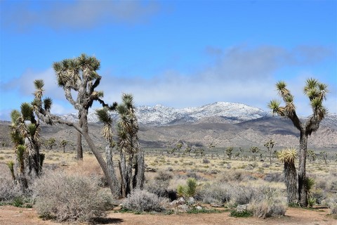 Joshua Tree