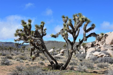 Joshua Tree