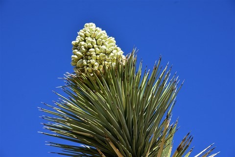 Joshua Tree