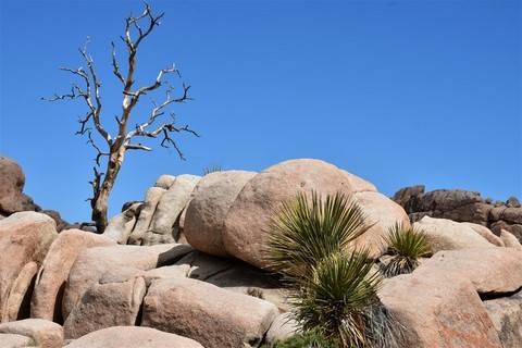 Joshua Tree