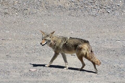 Death Valley