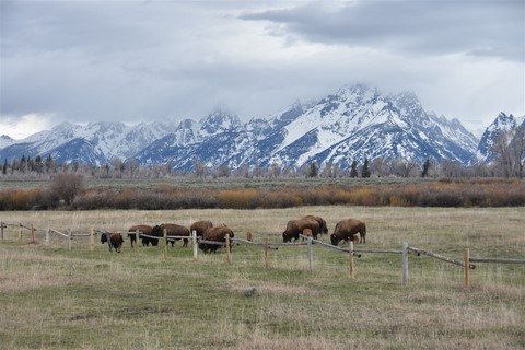 Grand Teton NP