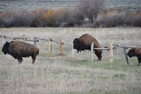 Grand Teton NP