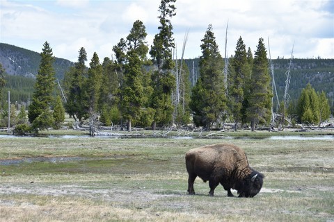 Yellowstone NP