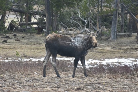 Yellowstone NP