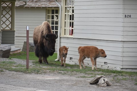 Yellowstone NP