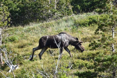 Glacier NP