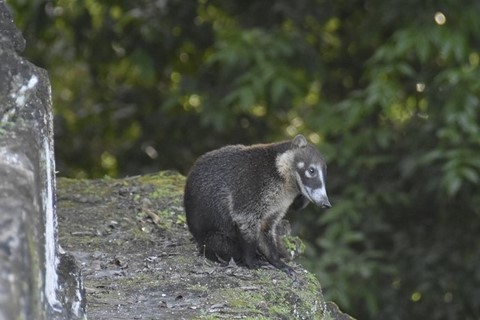 Guatemala