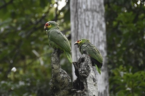 Guatemala