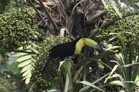 Guatemala