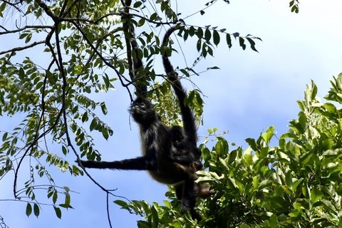 Guatemala