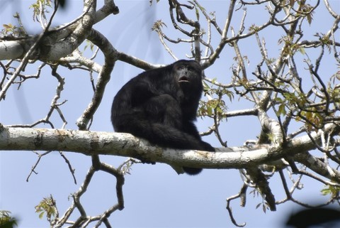 Guatemala