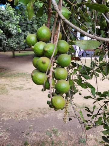 Guatemala