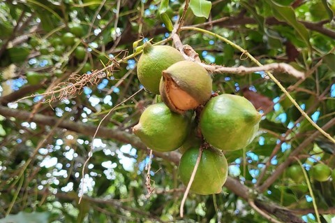 Guatemala