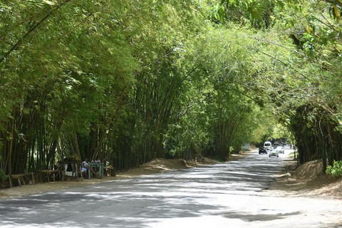 Jamaique