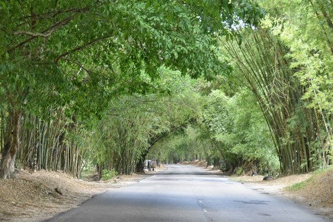 Jamaique