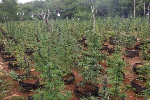 Jamaique