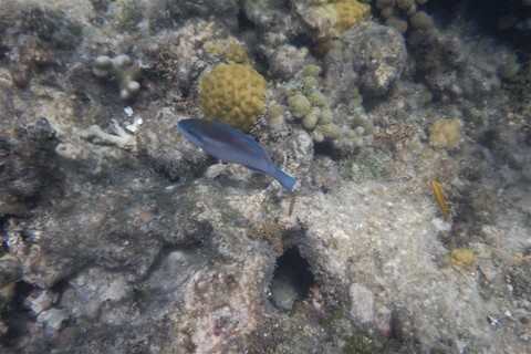 Jamaique