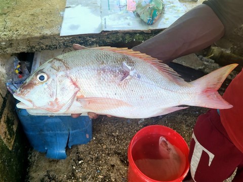 Jamaique
