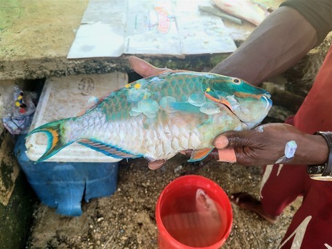 Jamaique