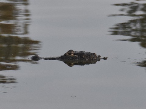 La Louisiane