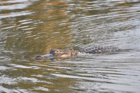 La Louisiane