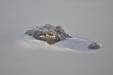 La Louisiane