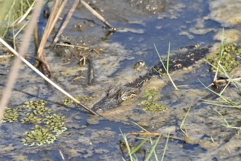 La Louisiane