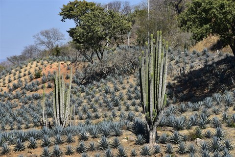 Mexique