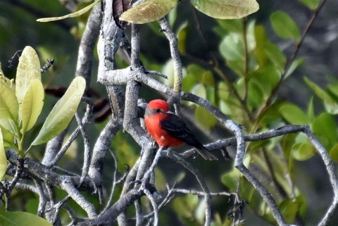 Belize