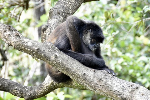 Belize