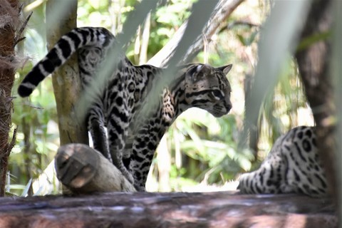 Belize